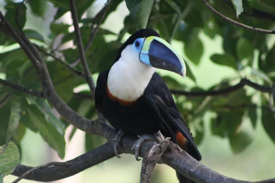 Jacamar Lodge Expeditions Iquitos Exteriör bild