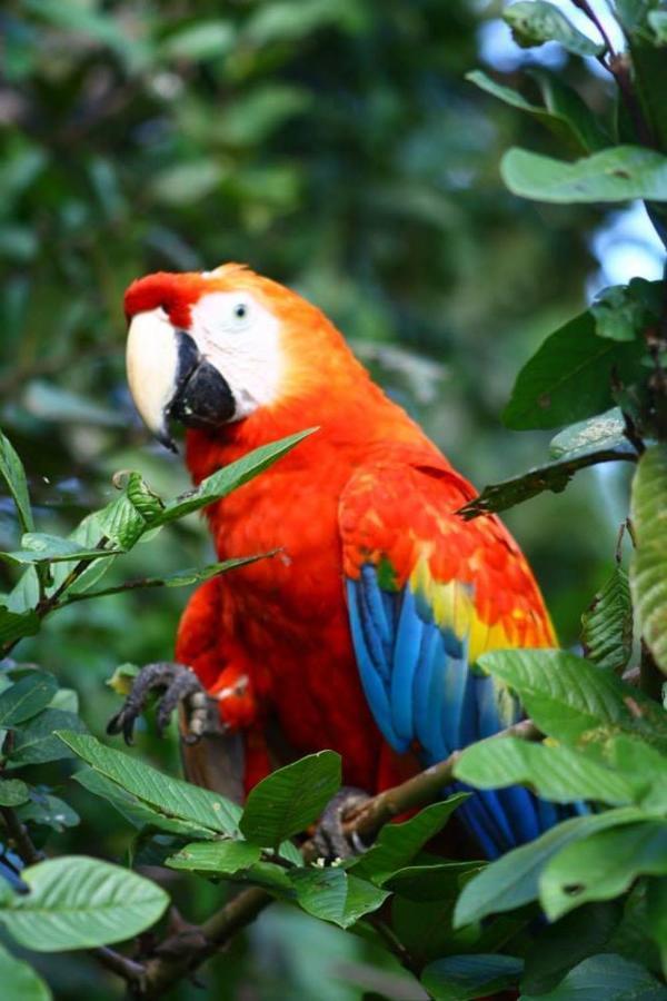 Jacamar Lodge Expeditions Iquitos Exteriör bild
